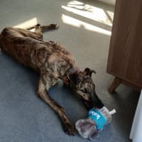 Photo of Hugo