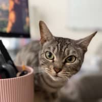 Photo of Hattie