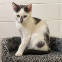 Photo of Percy