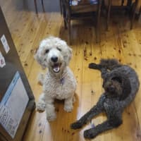 Photo of Paris   1 Year Old Poodle