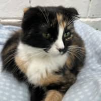 Photo of Chica Tiger