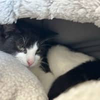 Photo of Oreo