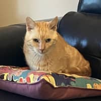 Photo of Aslan