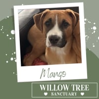 Photo of Mango