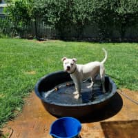 Photo of Crème Brulee