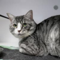 Photo of Halloumi Sta013961