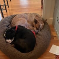 Photo of Nala Jablonksi