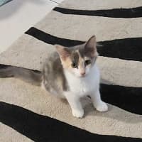 Photo of Lyra