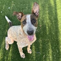 Photo of Storm Imp 1325