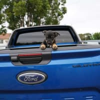 Photo of Dusty   7 Week Old Cattle Dog X Kelpie