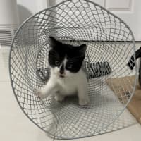 Photo of Mickey And Minnie