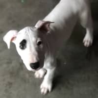 Photo of Sadie 