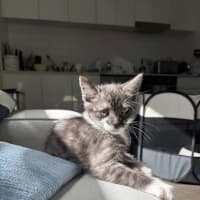 Photo of Tarzan