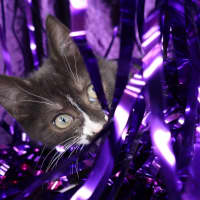 Photo of Rivet