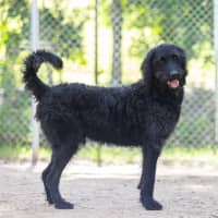 Photo of Louie