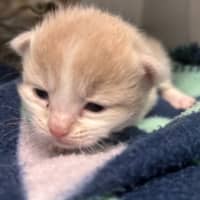 Photo of Candy Apple