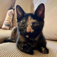 Photo of Sootie