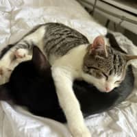 Photo of Hiccup (With Astrid)