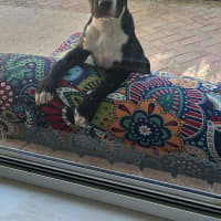 Photo of Diva