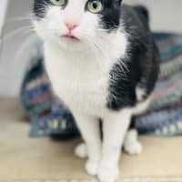 Photo of Moo Moo