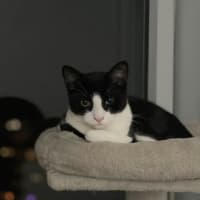 Photo of Achilles