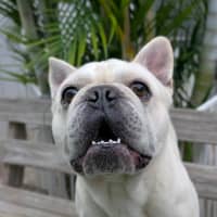 Photo of Biscuit