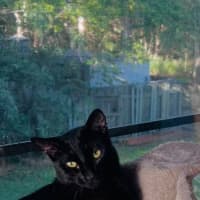 Photo of Jingles