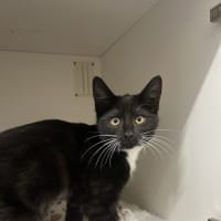 Photo of Lil Whiskers