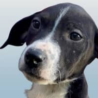 Photo of Cody 😎 8 Month Old Male Mixed Breed