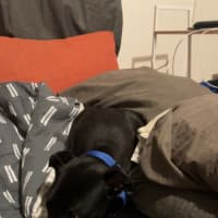 Photo of Duke   Cat Friendly 