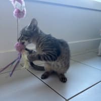 Photo of Pom Pom Meet Me @Petstock Mornington Nepean Hwy 