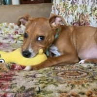 Photo of Cooper