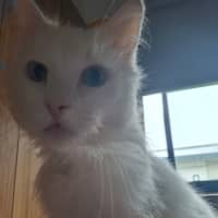 Photo of Old Man Grey