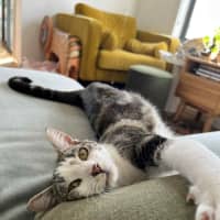 Photo of Fred   In Foster Care In Northcote