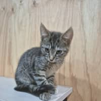 Photo of Cinnamon