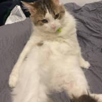 Photo of Reginald 