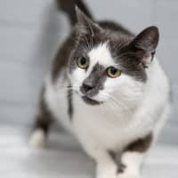 Photo of Primrose