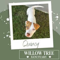 Photo of Quincy