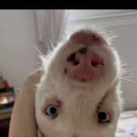 Photo of Coconut Slice