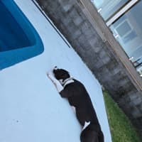 Photo of Indi   1.5 Year Old Staffy