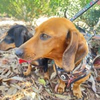 Photo of Rosie And Chase