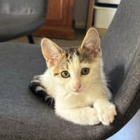 Photo of Lizzie 