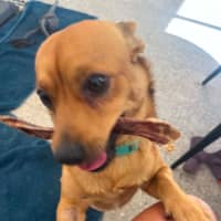Photo of Whiskey