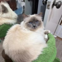 Photo of Stella