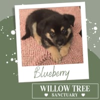 Photo of Blueberry