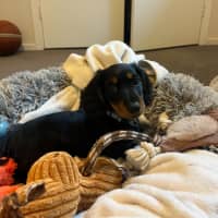 Photo of Arlo   12 Week Old Miniature Dachshund