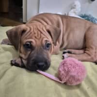 Photo of Pepper