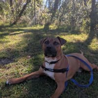 Photo of Bruno