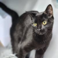 Photo of Midnight