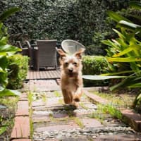 Photo of Albie Valenti